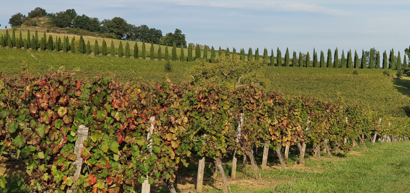 Vignes à Lisle-sur-Tarn
